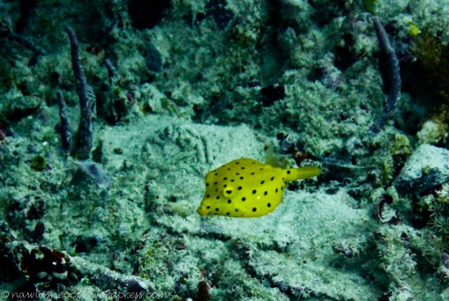 sliczne malenstwo boxfish