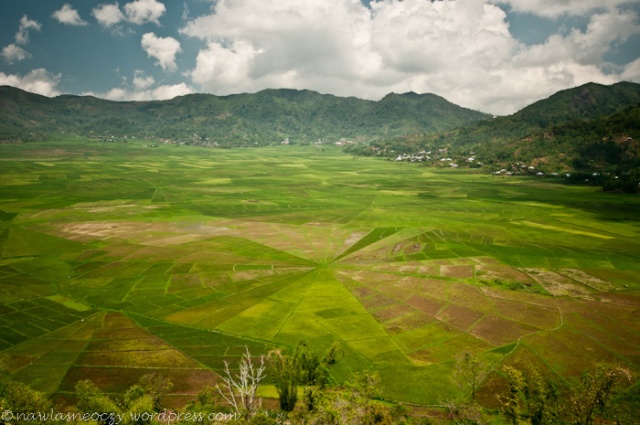 nietypowe pola ryżowe