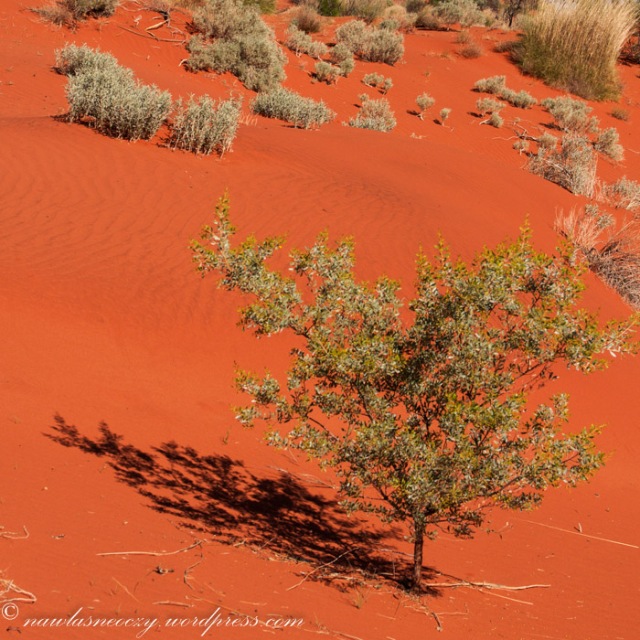 czerwony piasek symbol outbacku