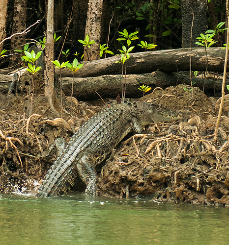 W Australii występują krokodyle słonowodne, które moga dochodzić do 7 metrów. Międzyinnymi dlatego pływanie w północnym Queensland i Terytorium Północnym jest niemożliwe. Tempertura jaj zdeterminuje jakiej płci będzie potomsto.