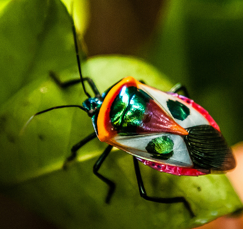 Kolorowy insekt spotkany w lesie deszczowym  w Cape Tribulation.