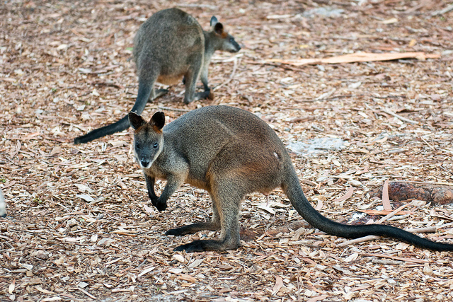 Mnejsi kuzyni kangurow