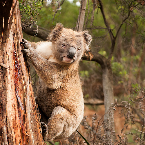 Uboga w cukier dieta sprawia że koala nie ma energii na dużą aktywność fizyczną głównie spędza czas na drzewe schodzi z niego tylko kiedy musi przejść na inne.
