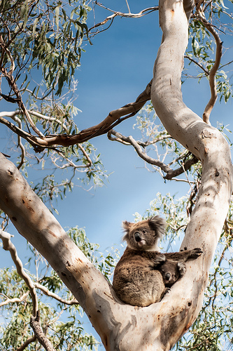 Koale są zagrożone , duża ich ilość co roku gnie na drogach oraz znika ich środowisko naturalne  -  lasy ekauliptusowe.