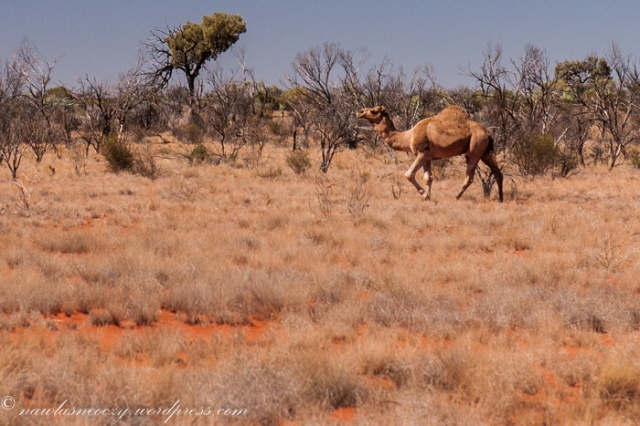 Wielbdw jednogarbrych jest najwiecej w Australii niz gdziekolwiek indziej na swiecie. pojedyncze osobniki lub cale stada najlatwiej spotkac na outbaku.