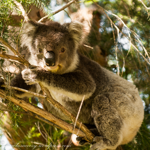 Miś Koala w brew zwyczajowej nazwie nie jest misem tylko torbaczem. Koala spedza 20 godzin w ciagu dnia na spaniu, w wolnych chwilach je liście eukaliptusa nawet do 1kg dziennie.   